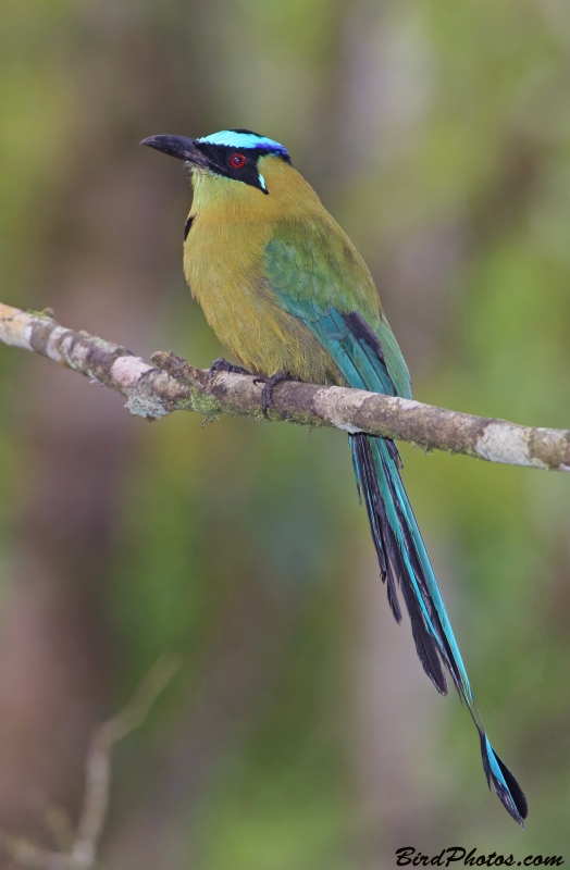 Andean Motmot