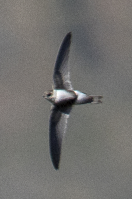 Andean Swift