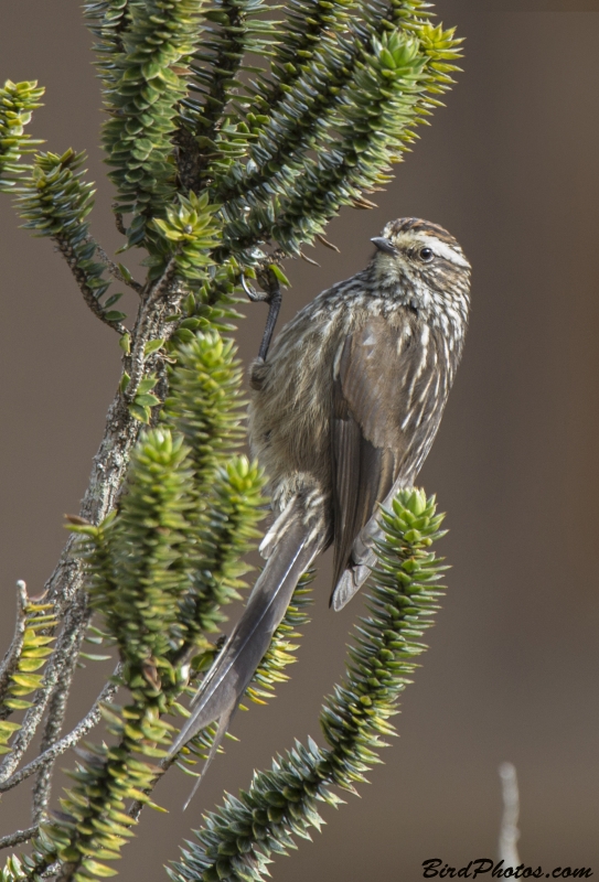 Andean Tit-Spinetail