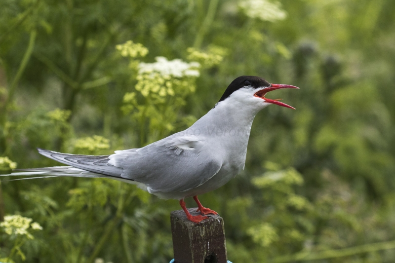 Arctic Tern