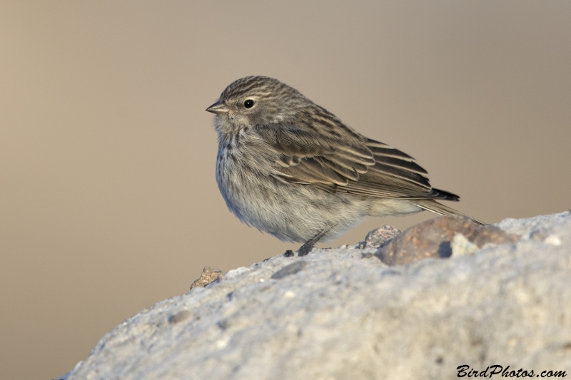 Ash-breasted Sierra Finch