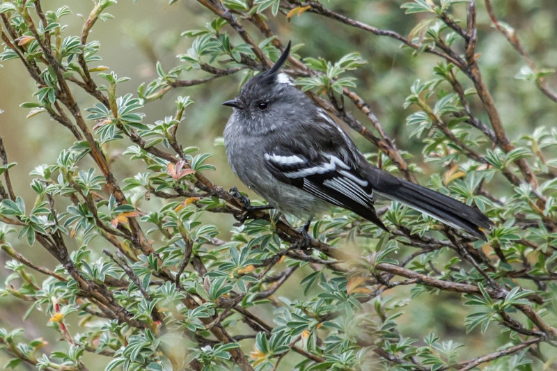 Ash-breasted Tit-Tyrant