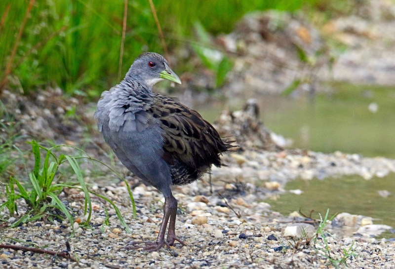 Ash-throated Crake