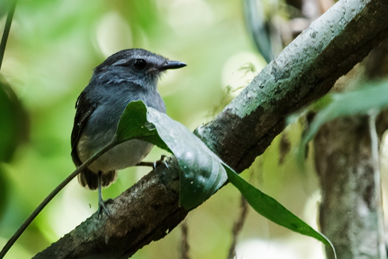 Ash-throated Gnateater