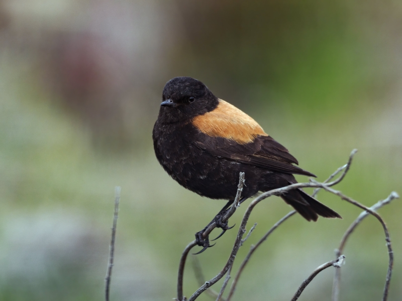 Austral Negrito