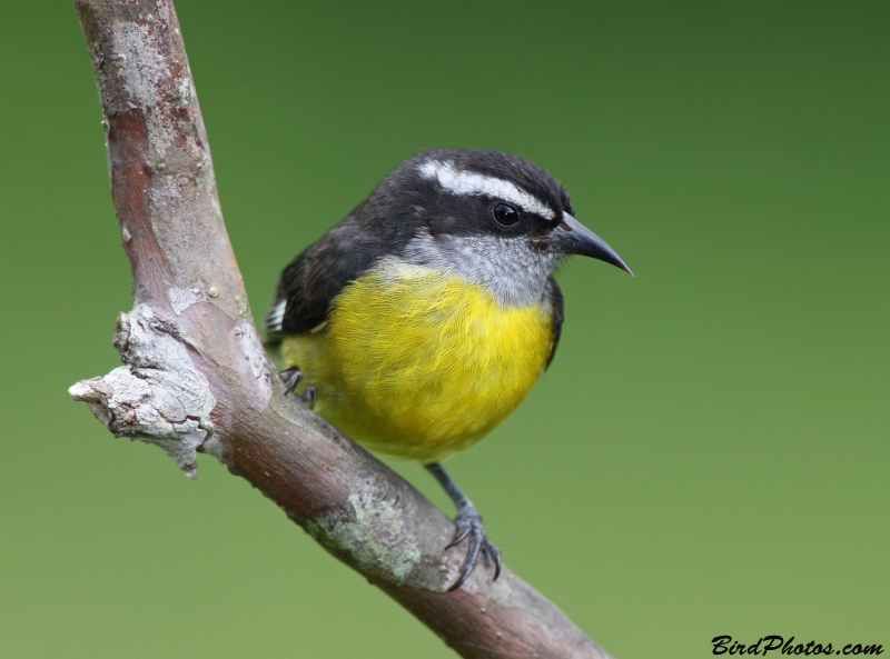 Bananaquit