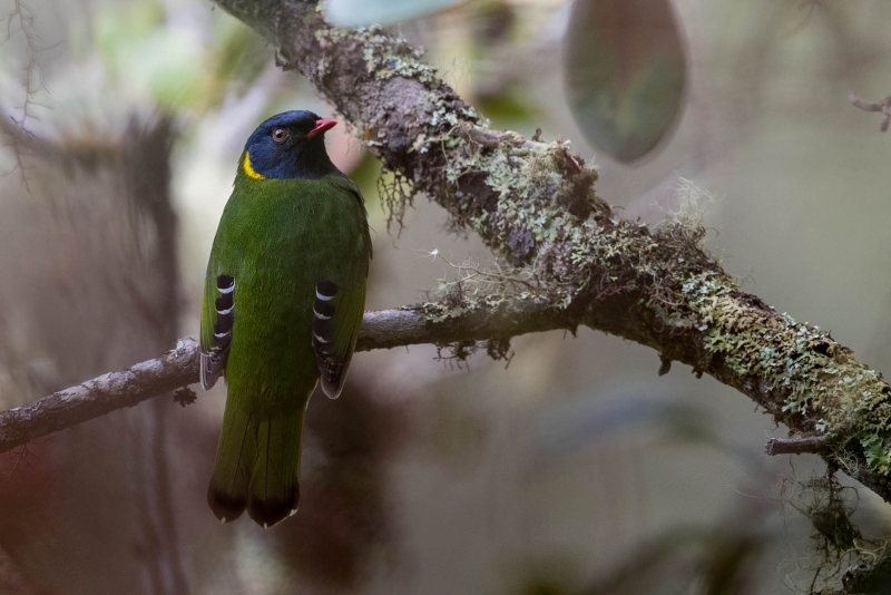 Band-tailed Fruiteater