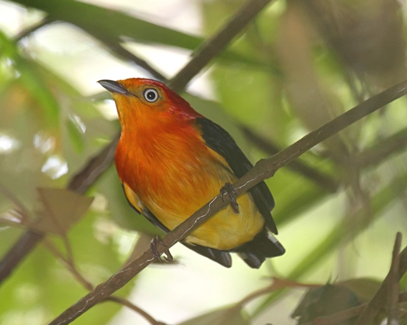 Band-tailed Manakin