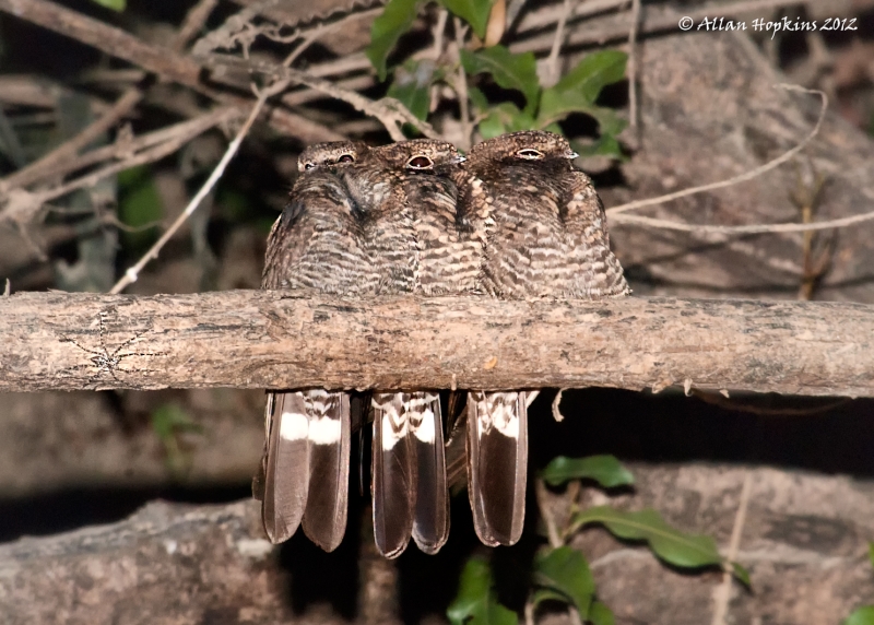 Band-tailed Nighthawk