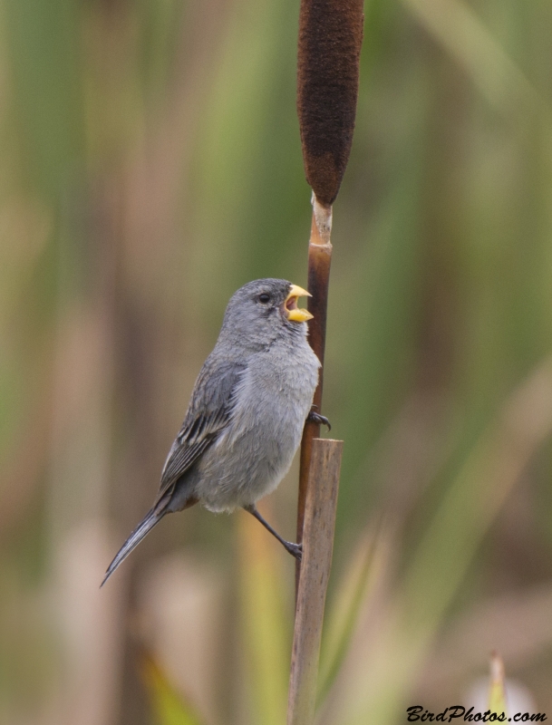 Band-tailed Seedeater