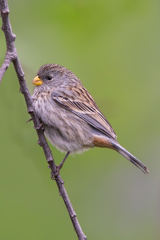 Band-tailed Seedeater