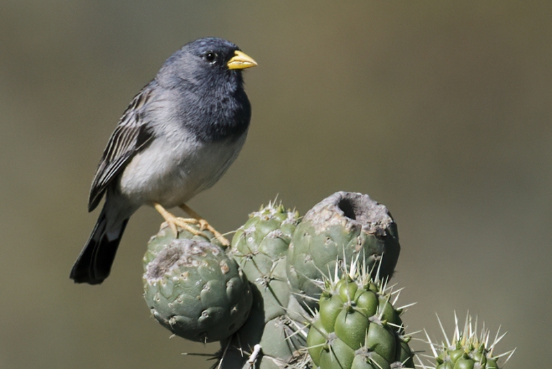 Band-tailed Sierra Finch