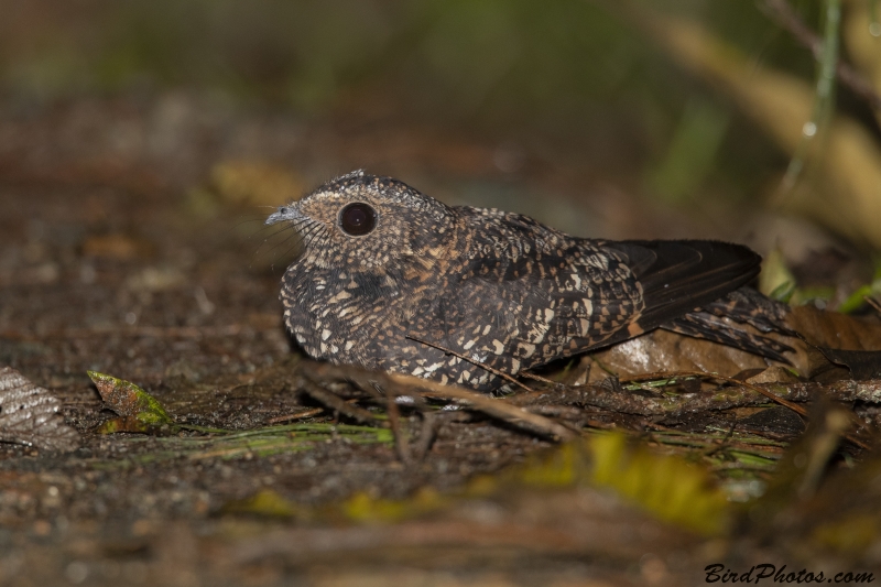 Band-winged Nightjar