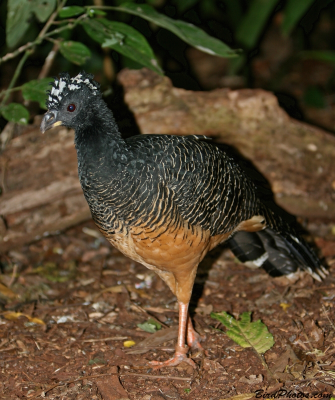 Bare-faced Curassow