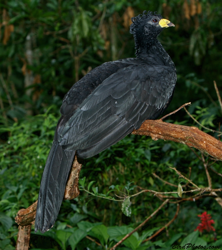 Bare-faced Curassow