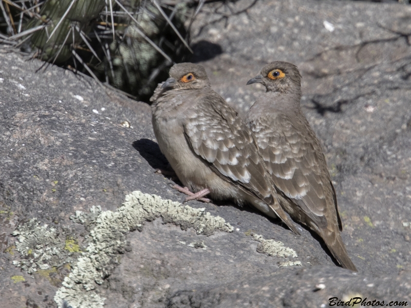 Bare-faced Ground Dove