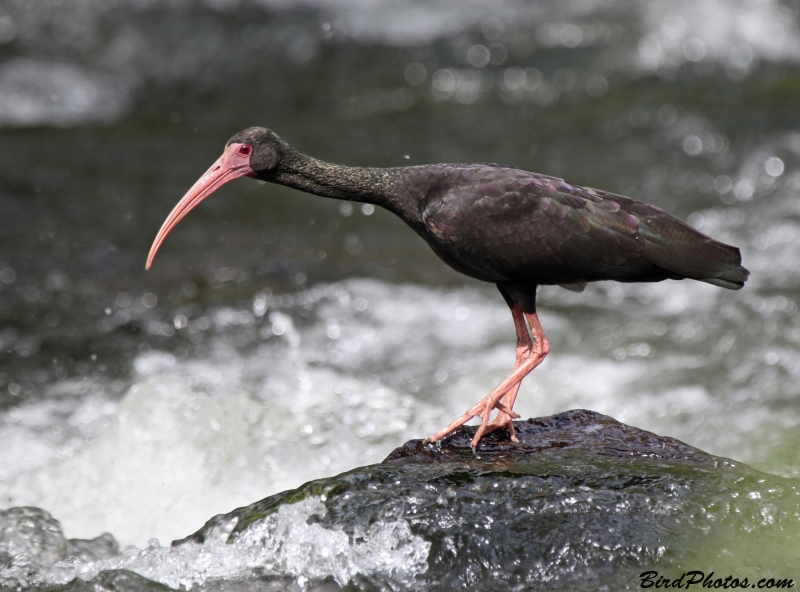 Bare-faced Ibis