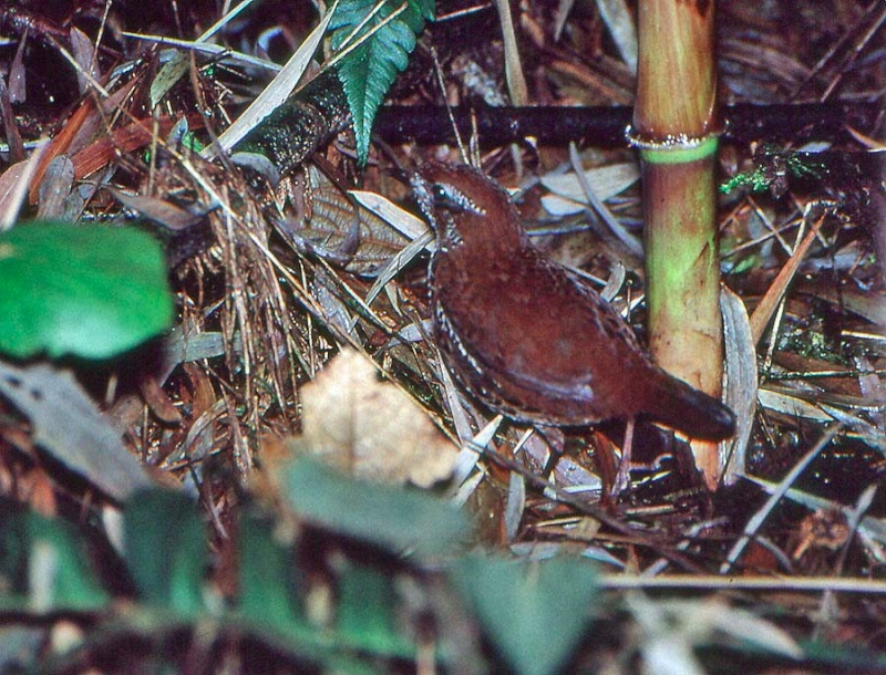 Barred Antthrush