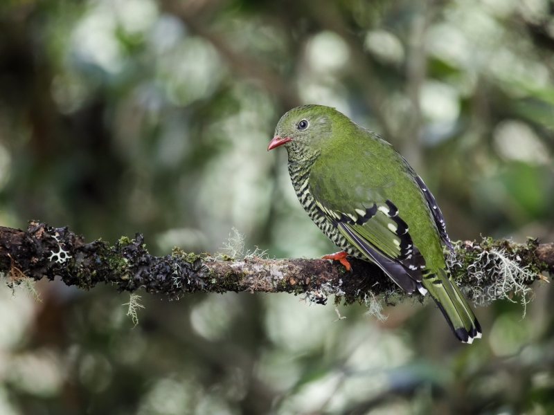 Barred Fruiteater