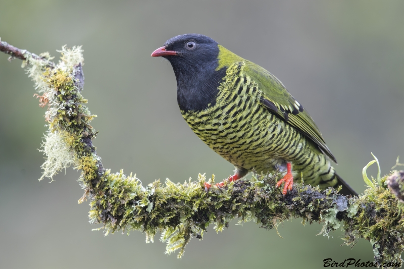 Barred Fruiteater