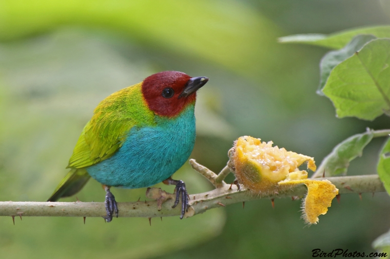 Bay-headed Tanager