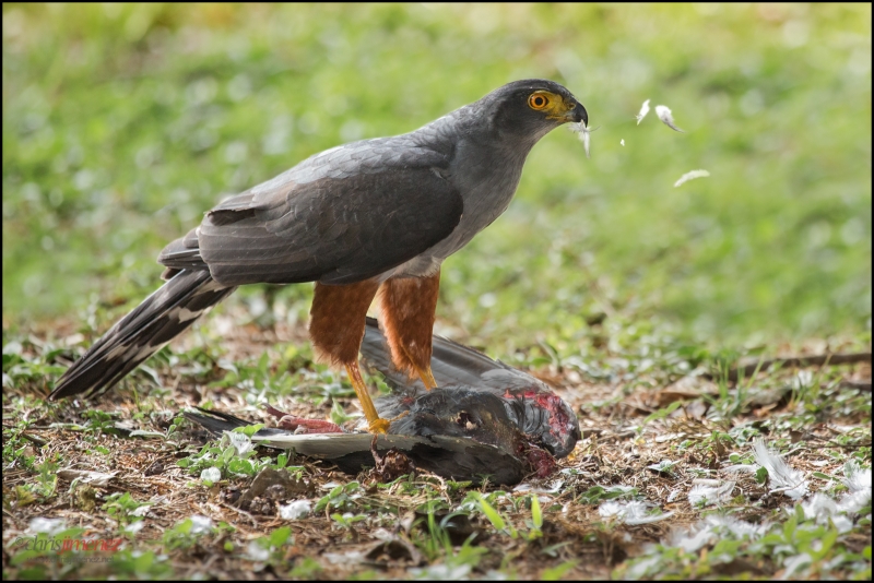 Bicolored Hawk