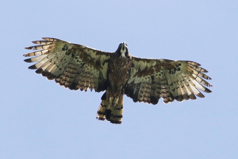 Black-and-chestnut Eagle