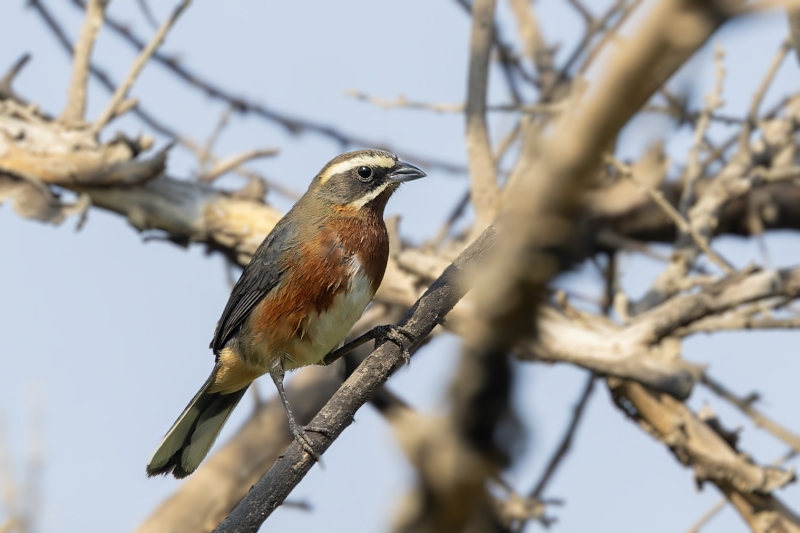 Black-and-chestnut Warbling Finch