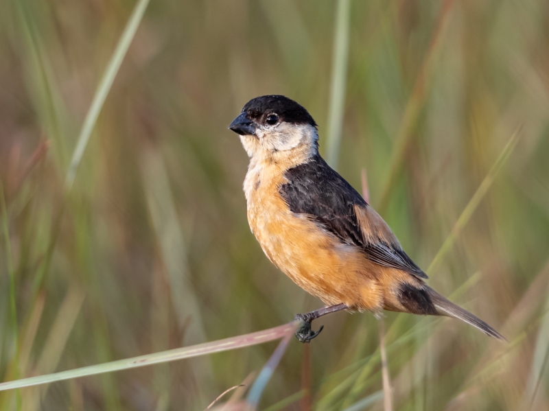 Black-and-tawny Seedeater