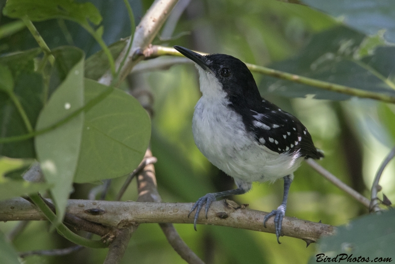 Black-and-white Antbird