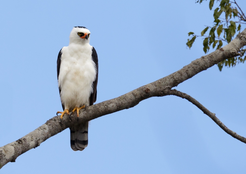 Black-and-white Hawk-Eagle