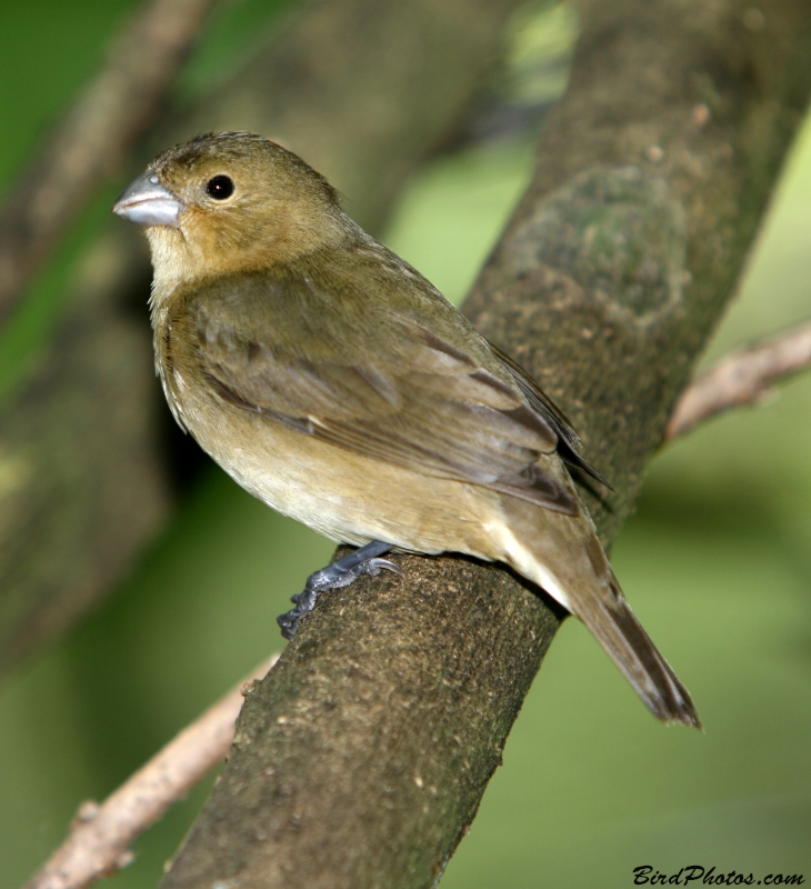 Black-and-white Seedeater