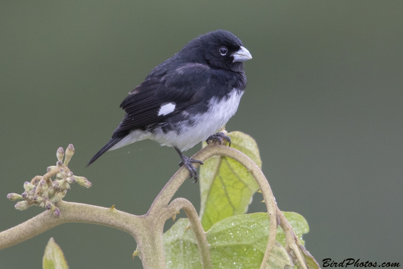 Black-and-white Seedeater