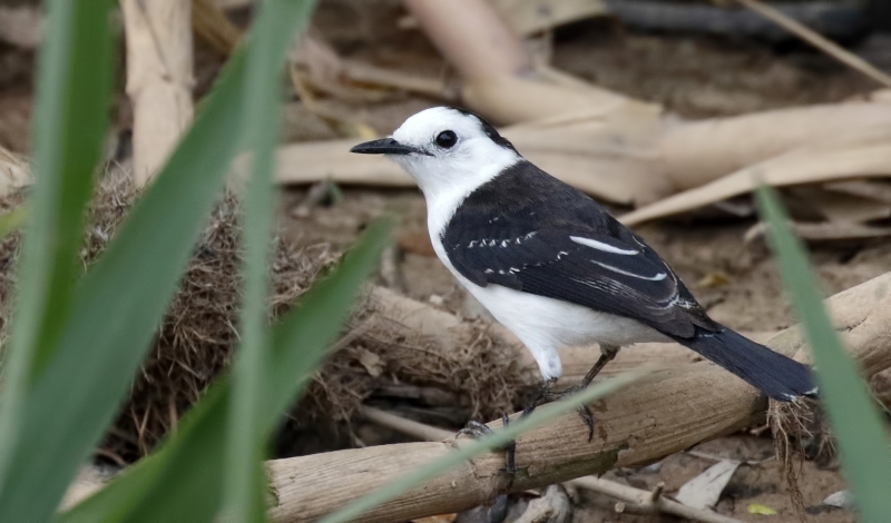 Black-backed Water Tyrant