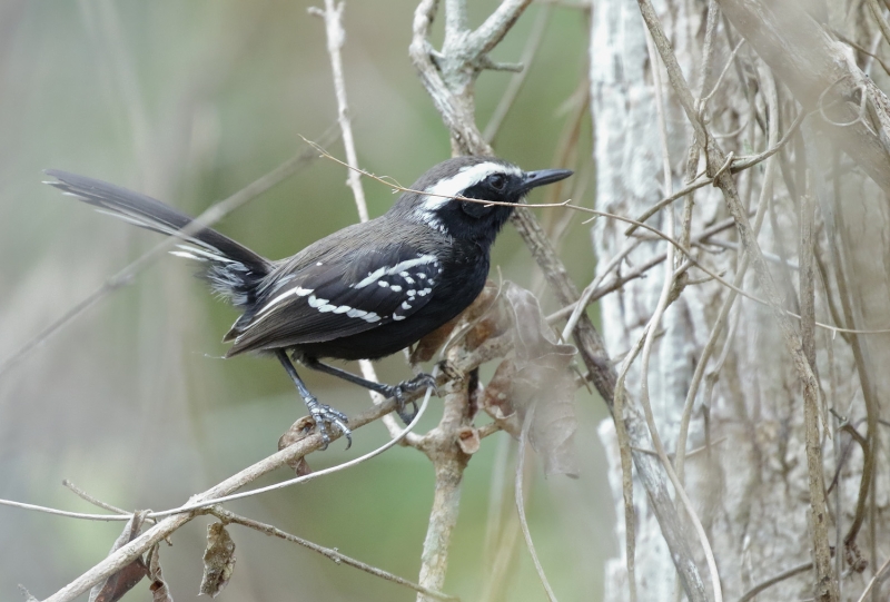 Black-bellied Antwren