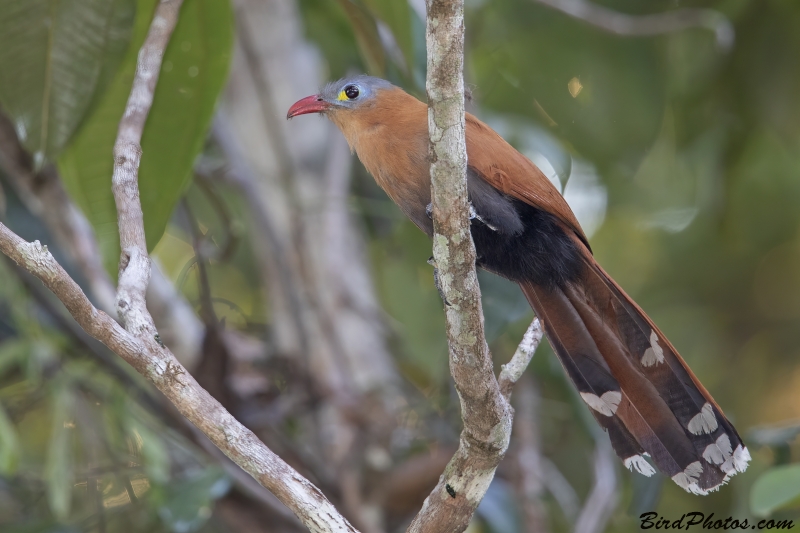 Black-bellied Cuckoo