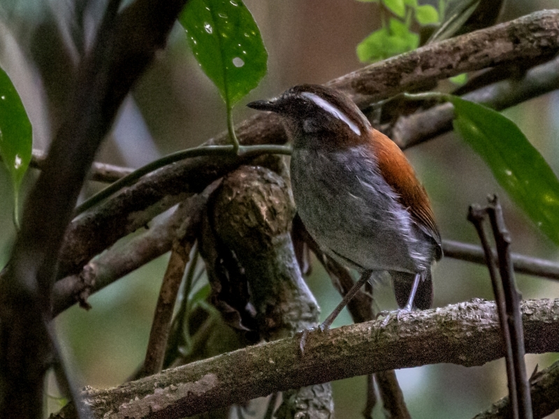 Black-bellied Gnateater