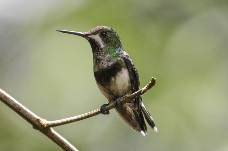 Black-bellied Thorntail