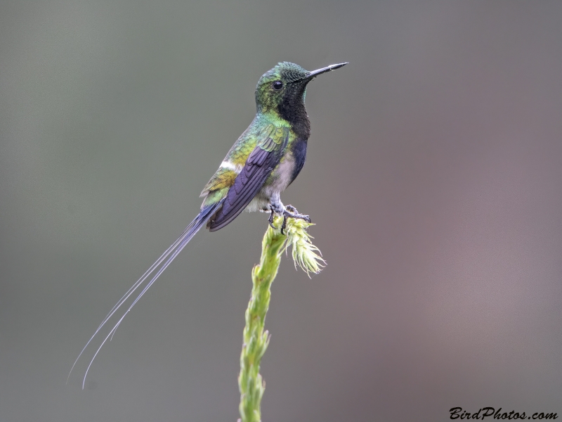 Black-bellied Thorntail