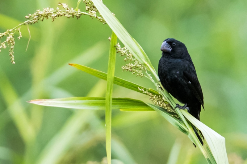 Black-billed Seed Finch