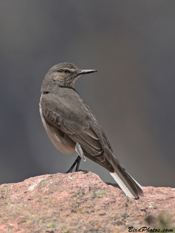 Black-billed Shrike-Tyrant