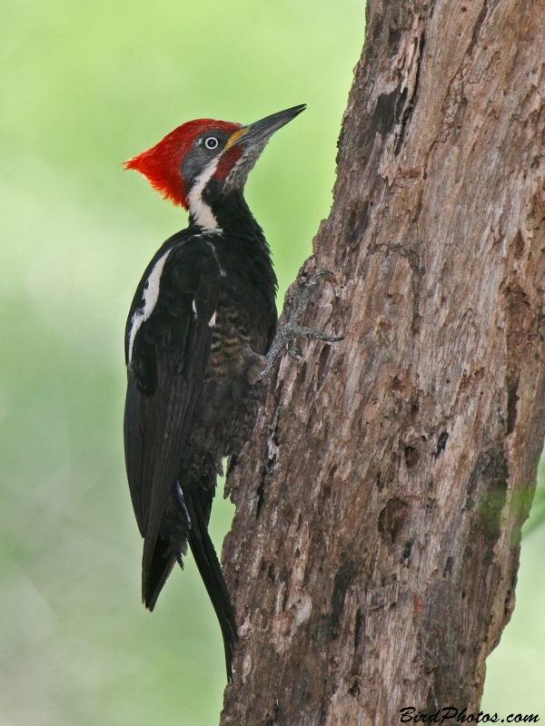 Black-bodied Woodpecker