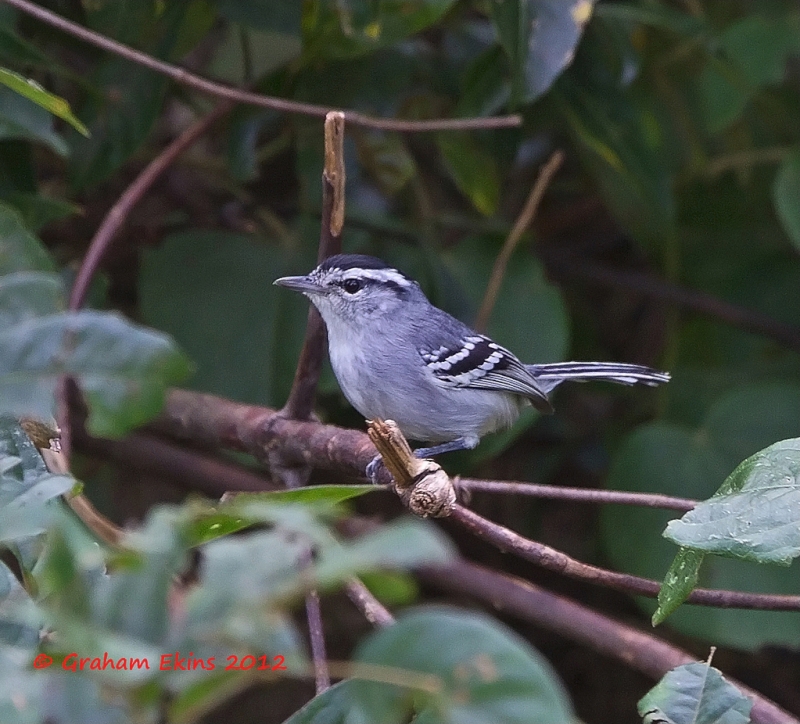 Black-capped Antwren