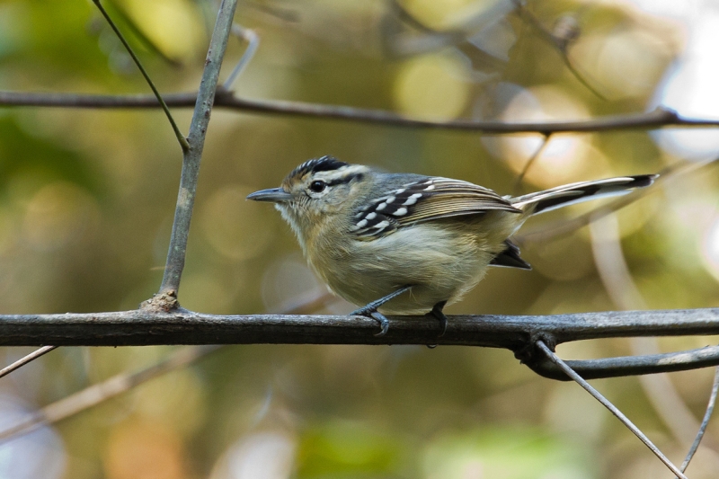 Black-capped Antwren