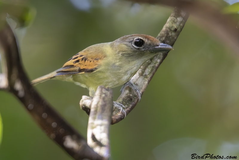 Black-capped Becard