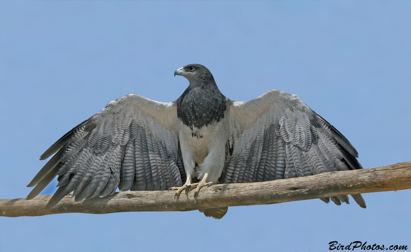 Black-chested Buzzard-Eagle