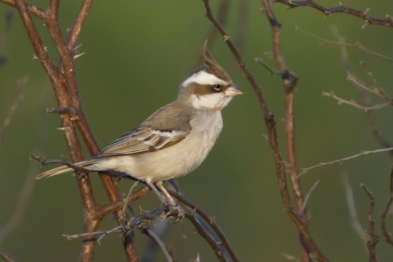 Black-crested Finch