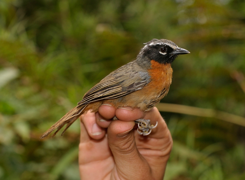 Black-eared Hemispingus