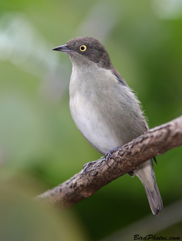 Black-faced Dacnis