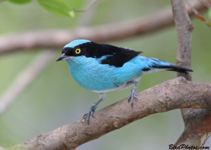 Black-faced Dacnis